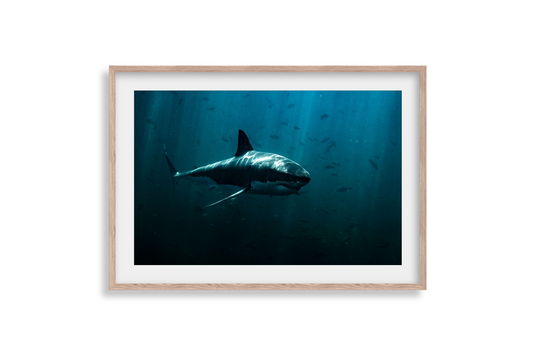 Great White Shark - Print 01