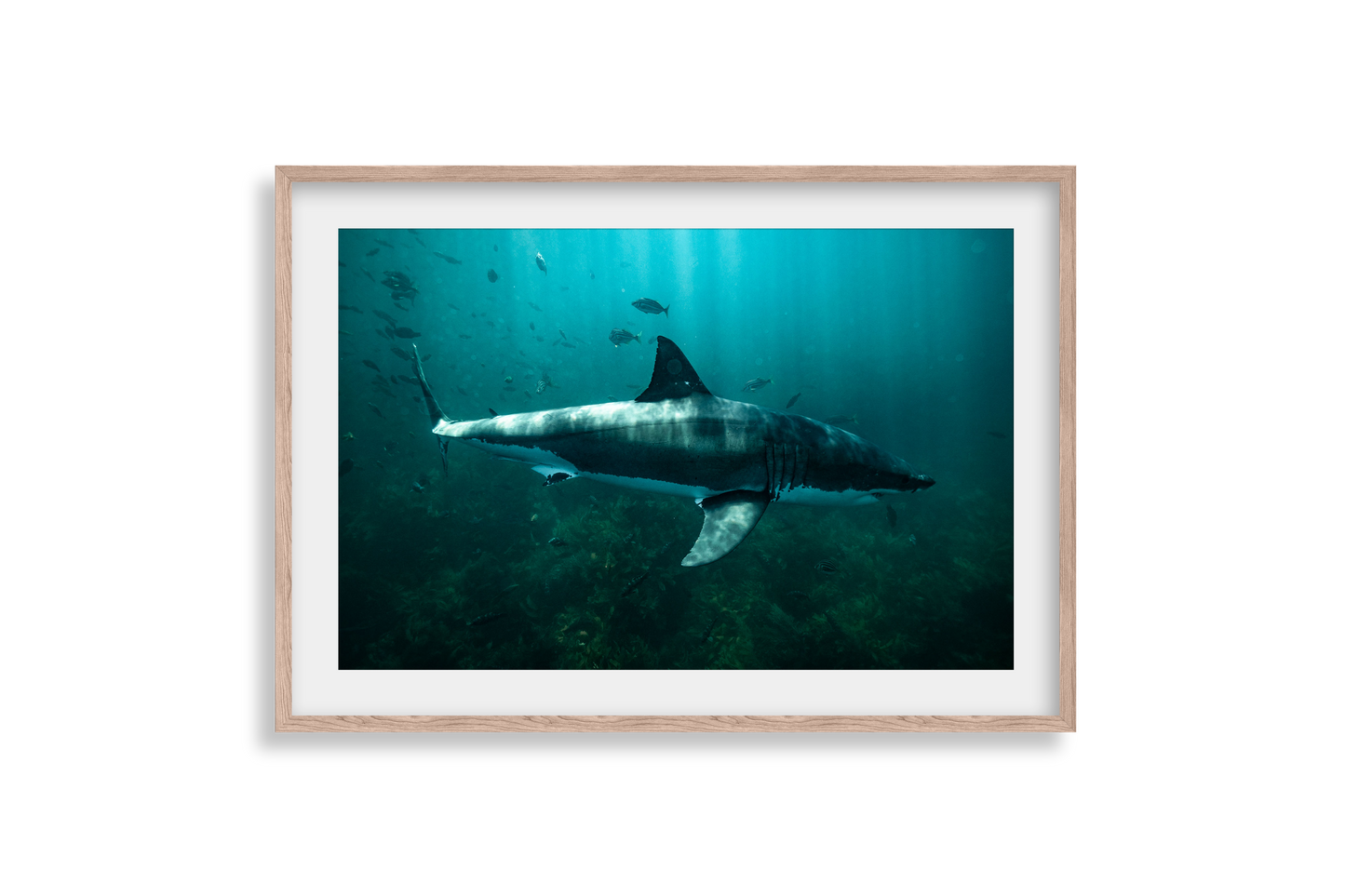 Great White Shark - Print 02