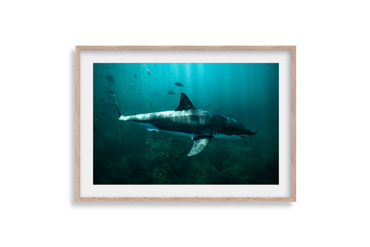 Great White Shark - Print 02