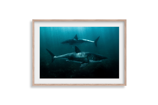 Great White Shark - Print 03