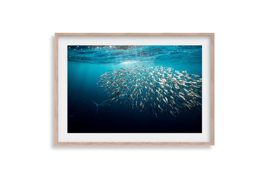 Striped Marlin - Print 02