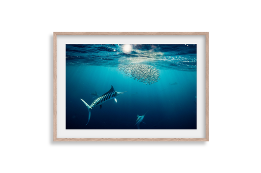 Striped Marlin - Print 03