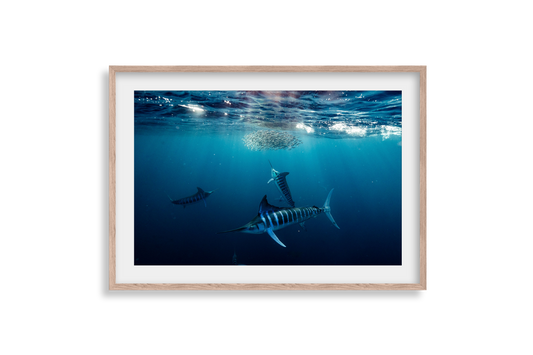 Striped Marlin - Print 04