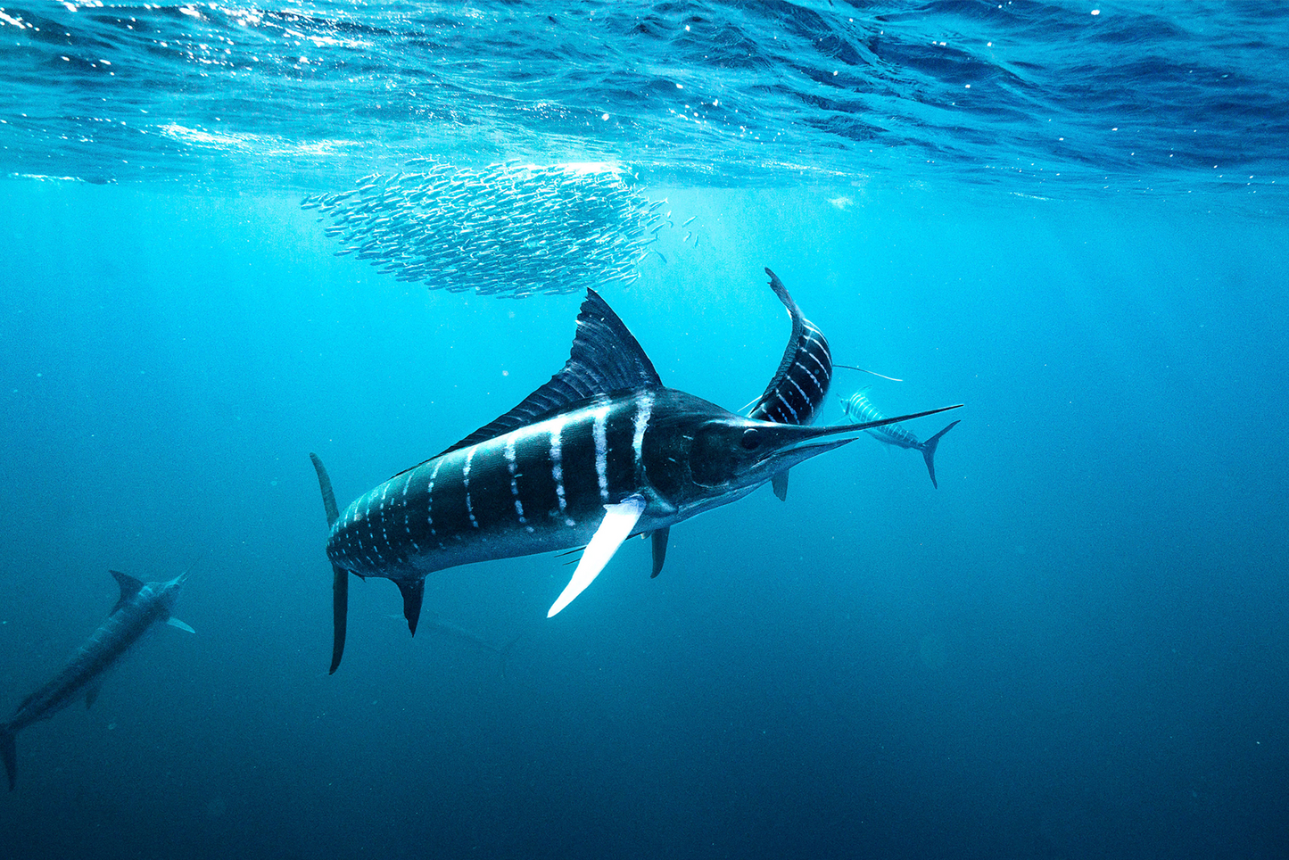 Striped Marlin - Print 05