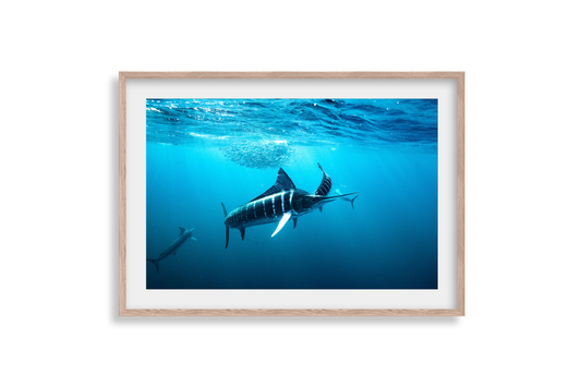 Striped Marlin - Print 05
