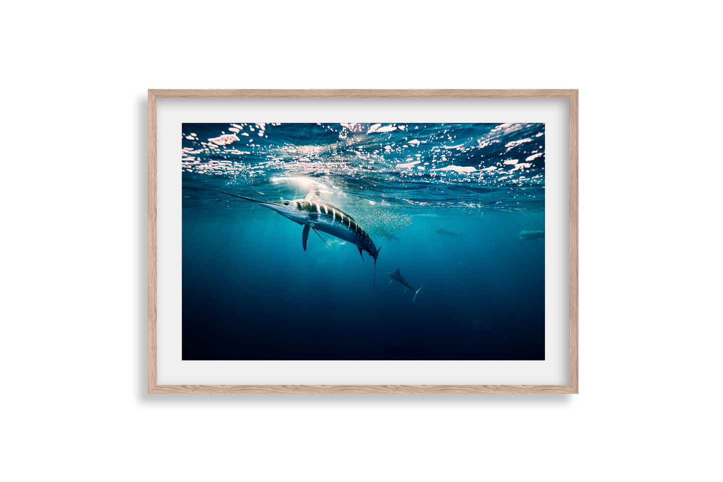 Striped Marlin - Print 01