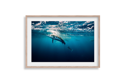 Striped Marlin - Print 01