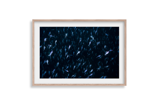 Underwater Collection - Print 01