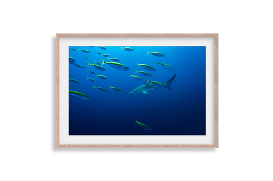 Underwater Collection - Print 02