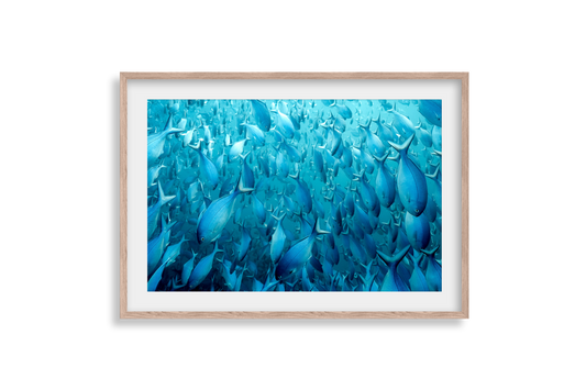 Underwater Collection - Print 04