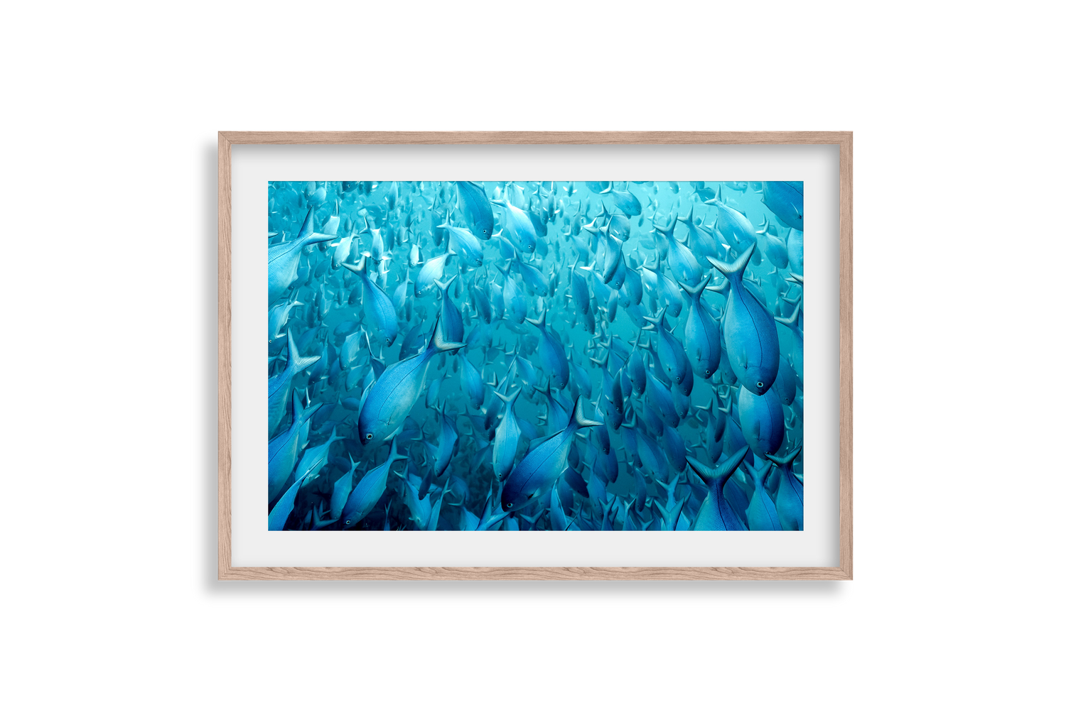 Underwater Collection