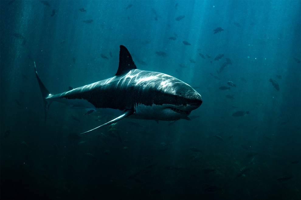 Great White Shark Print 01 In The Wild 