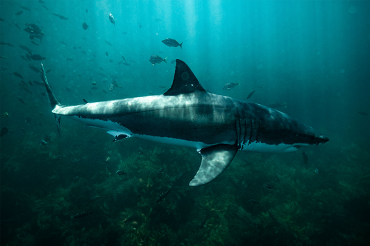 Great White Shark - Print 02