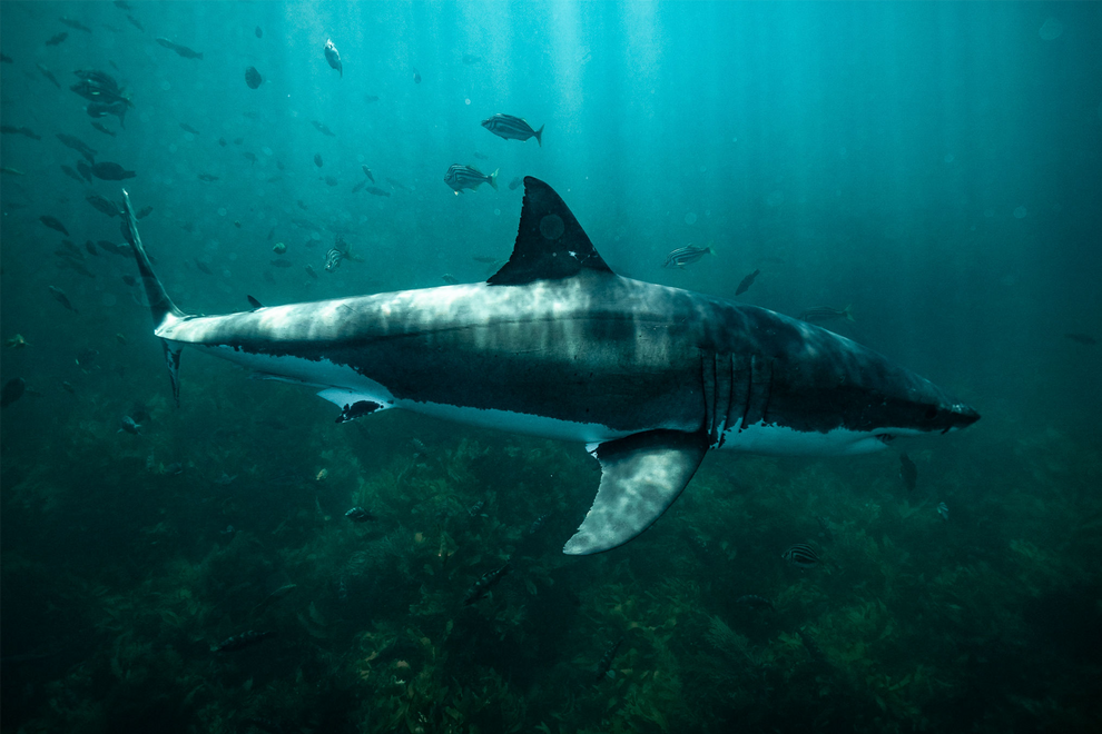 Great White Shark Print 02 In The Wild 