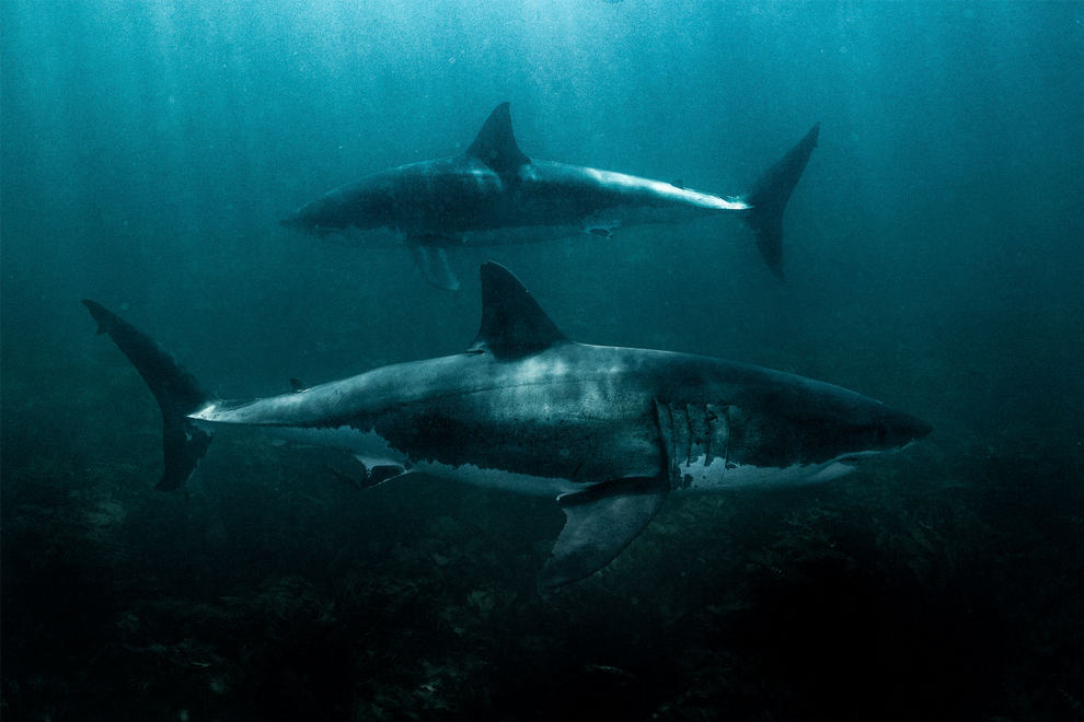 Great White Shark Print 03 In The Wild 