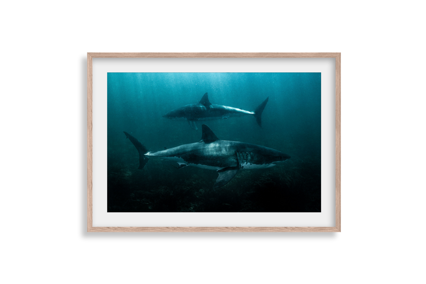 Great White Shark - Print 03
