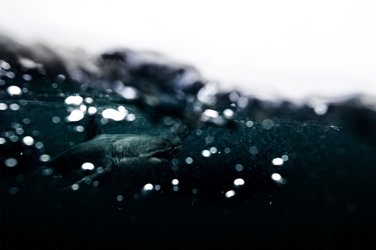 Great White Shark - Print 04