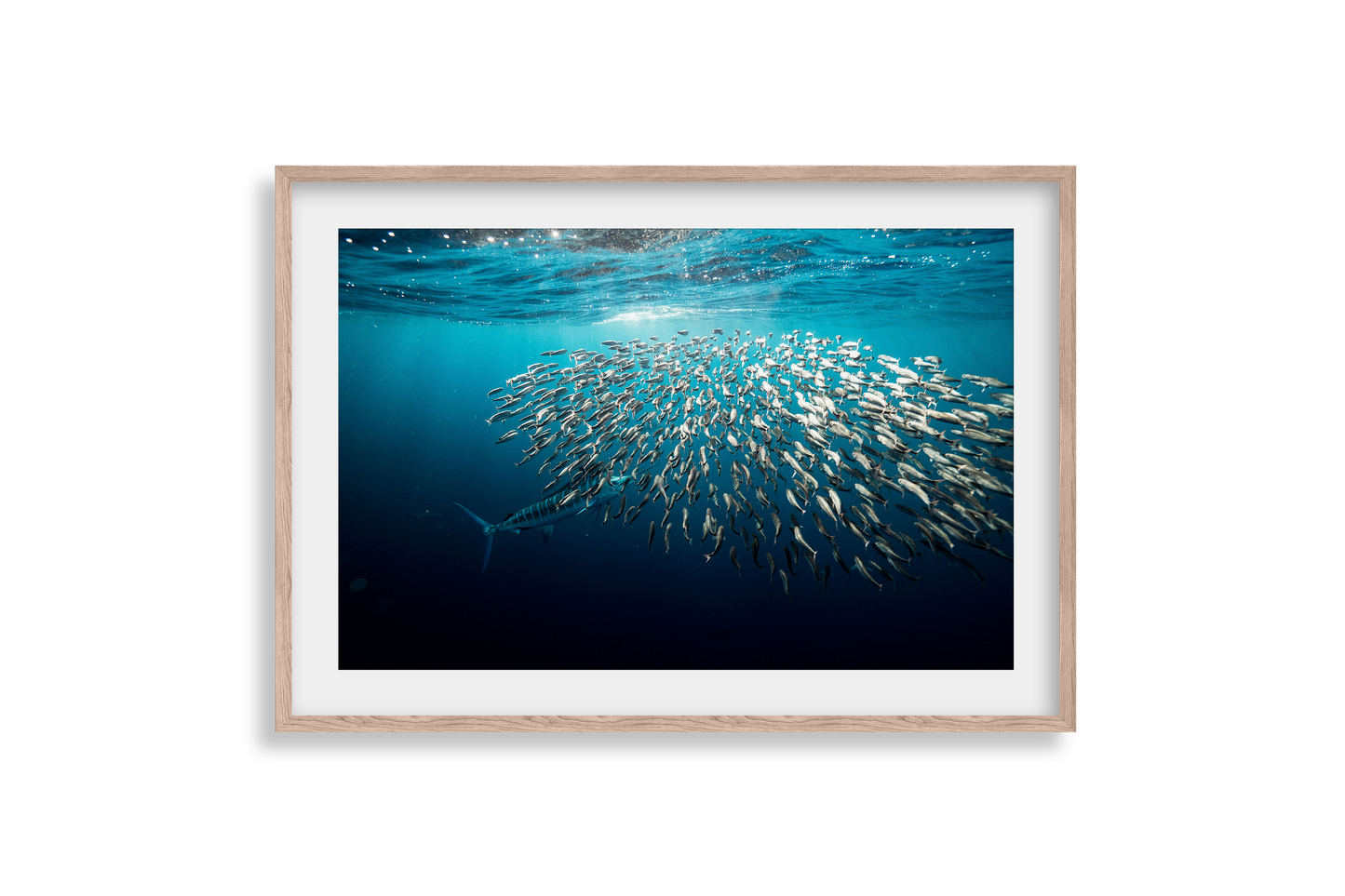 Striped Marlin - Print 02