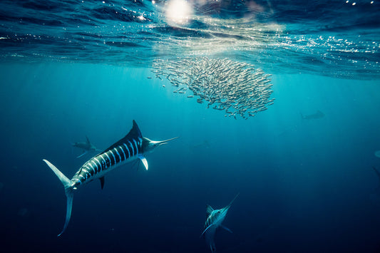 Striped Marlin - Print 03
