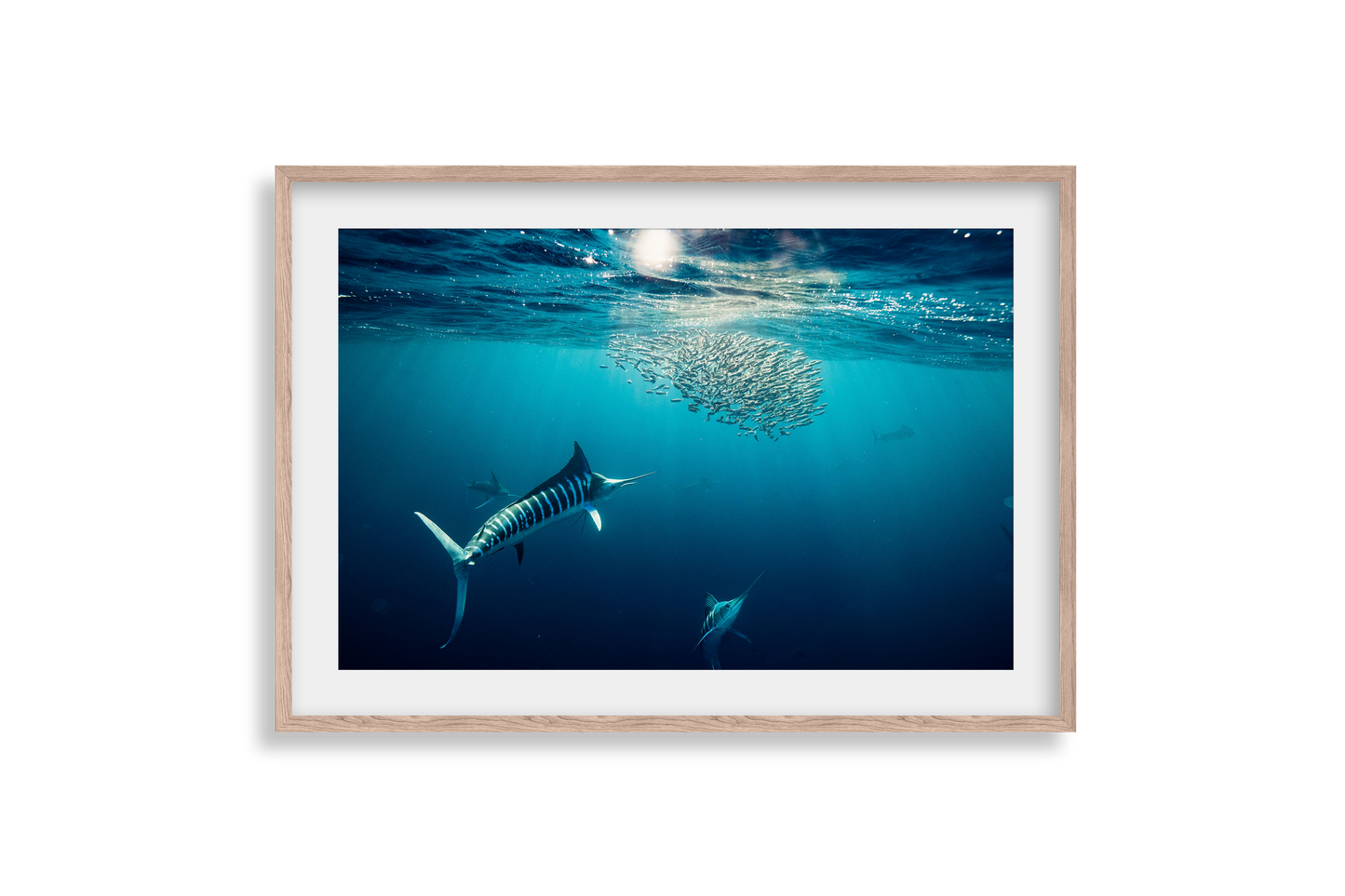 Striped Marlin - Print 03