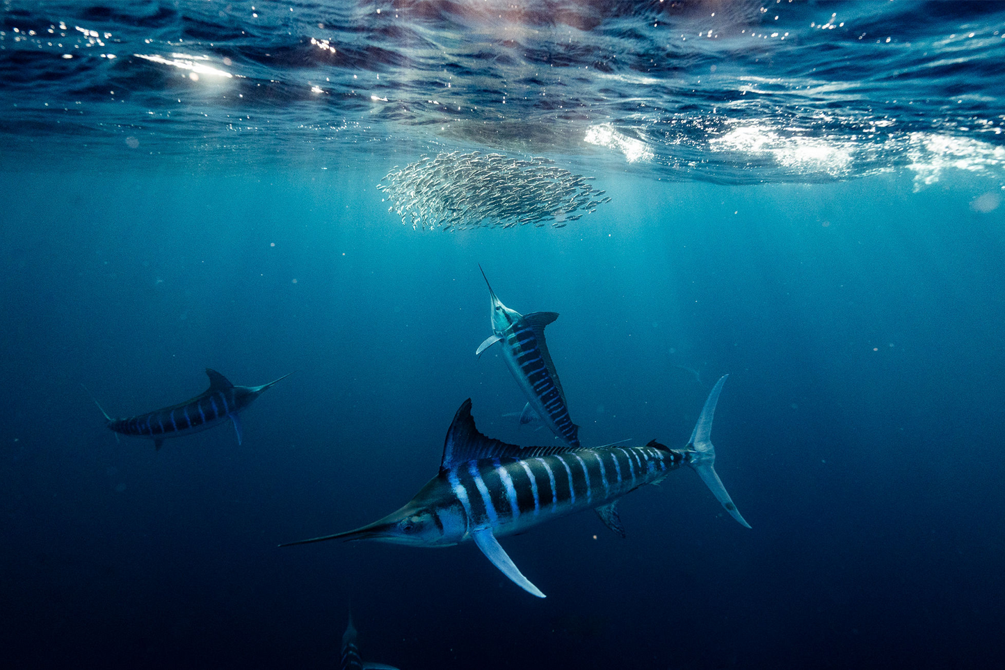 Striped Marlin - Print 04