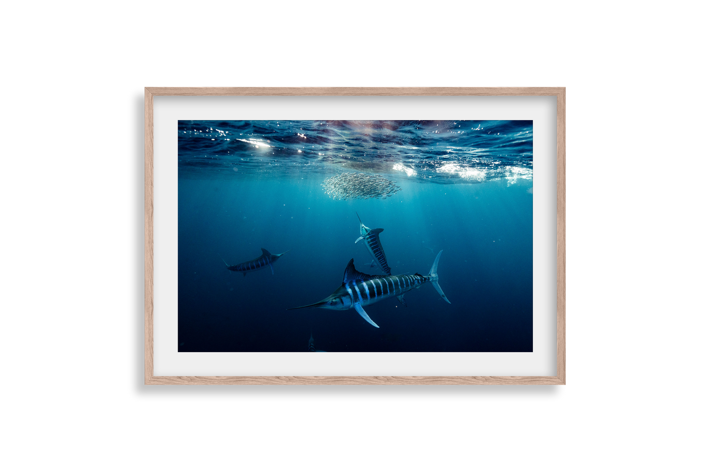 Striped Marlin - Print 04