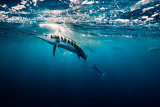 Striped Marlin - Print 01