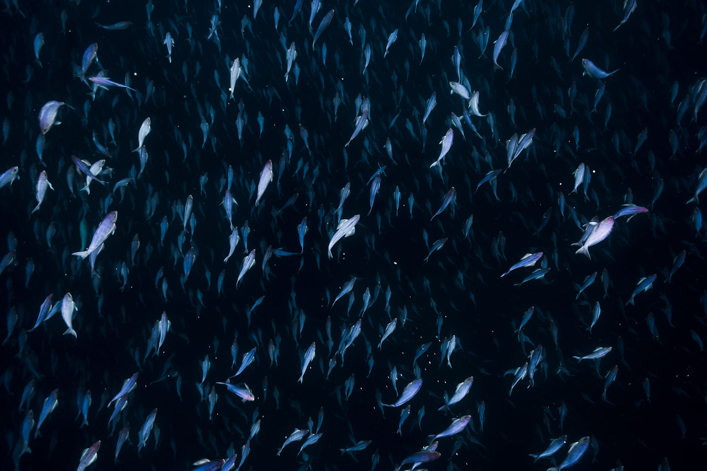 Underwater Collection - Print 01