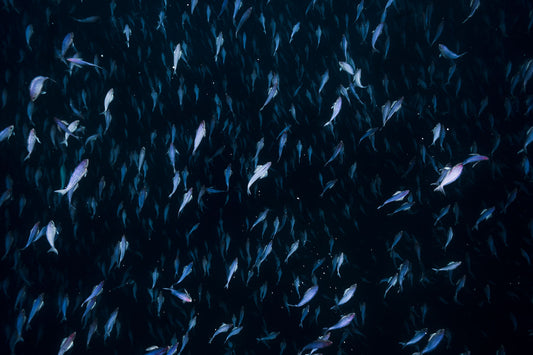 Underwater Collection - Print 01