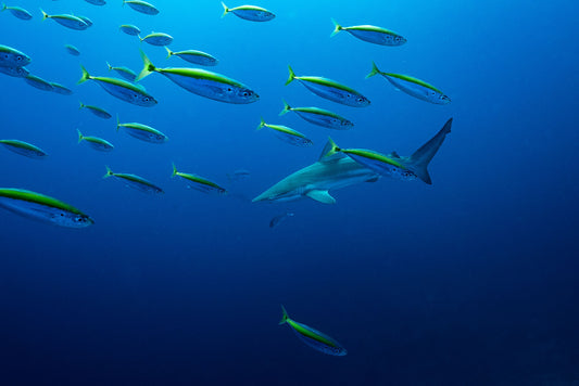 Underwater Collection - Print 02