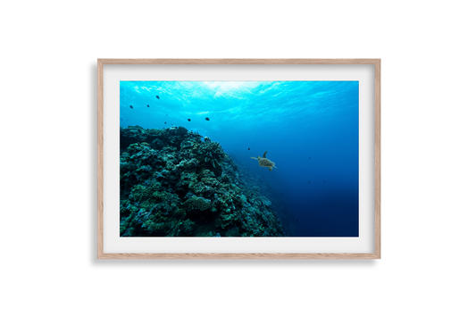 Underwater Collection - Print 03