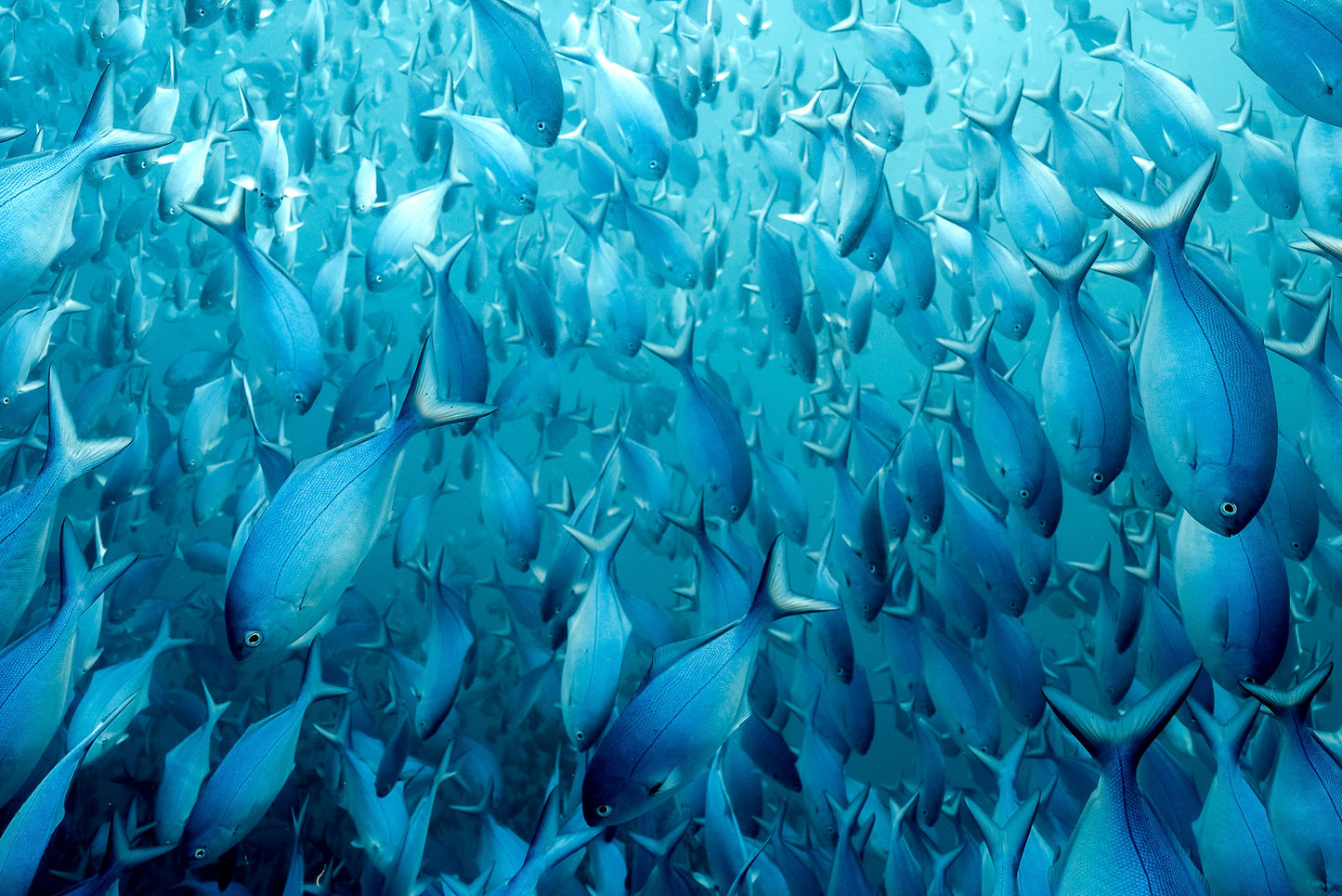 Underwater Collection - Print 04