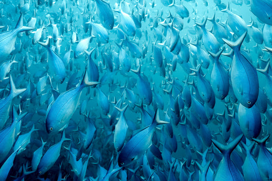 Underwater Collection - Print 04